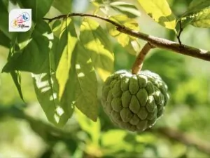 Custard Apple