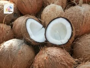 Coconut