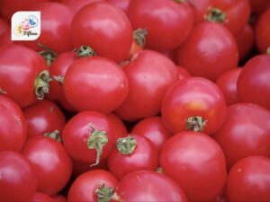 Early Girl Tomato