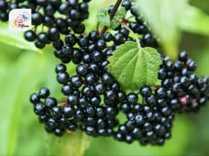 Elderberry