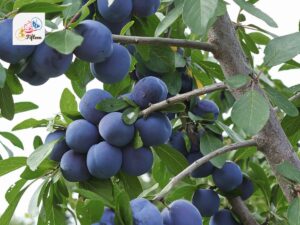 European Plum