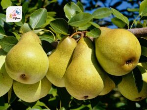 Gorham Pear