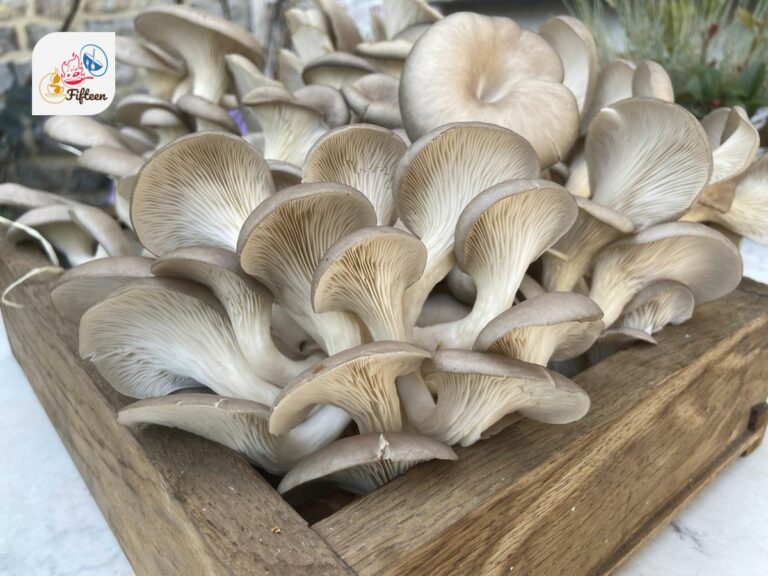 Oyster Mushroom