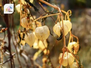 Ground Cherry