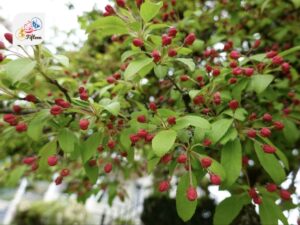 Hall Crabapple