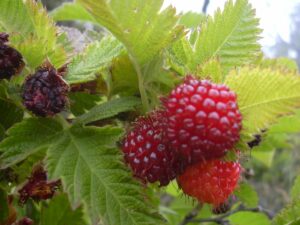 Hawaiian Raspberry