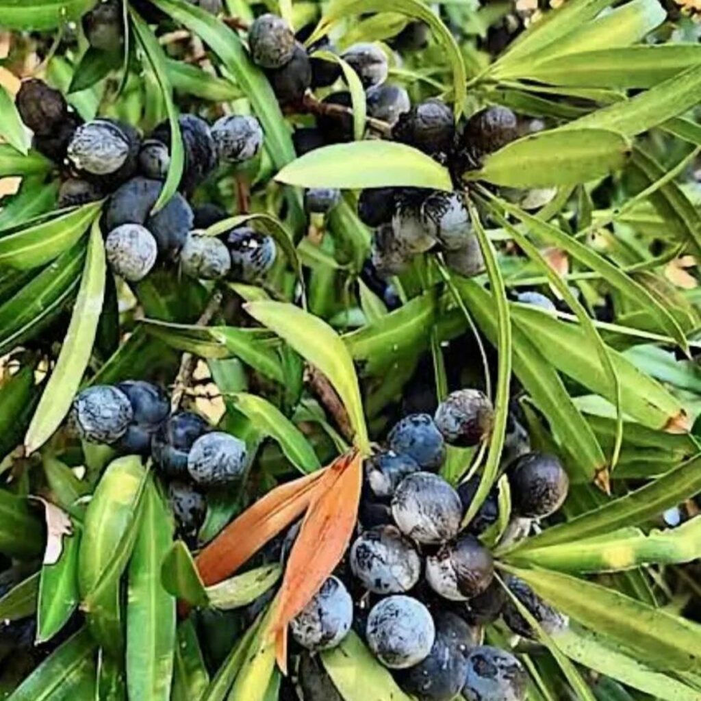 24 Fruits That Start With I: Common and Exotic Types