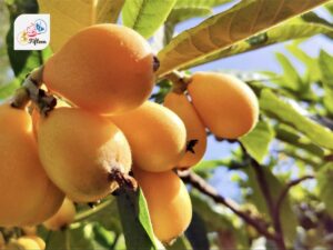 Loquat