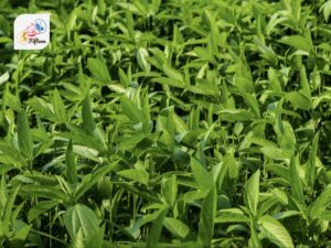 Jute Leaves