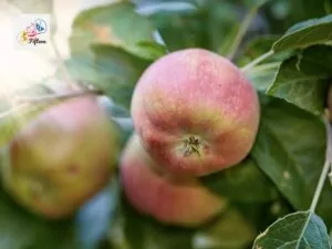 Liberty Apple