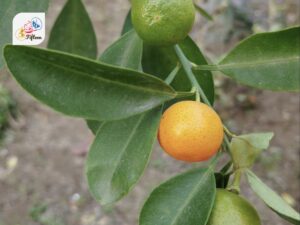 Nagami Kumquat