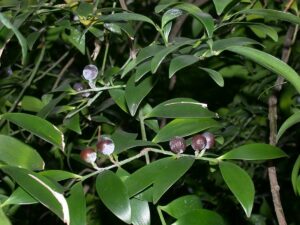 Nageia Nagi Fruit