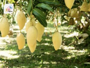 Nam Dok Mai Mango