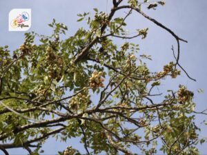 Nepali Hog Plum