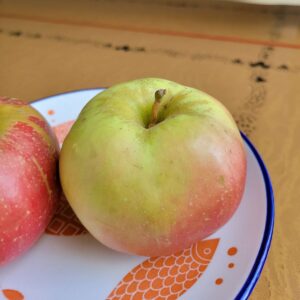 Northern Spy Apple