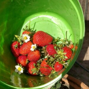 Ogallala Strawberry