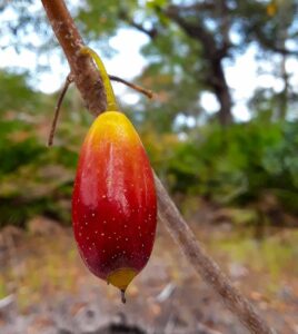 Ogeechee Lime