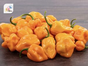 Scotch Bonnet Peppers