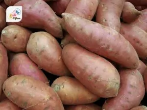 Sweet Potato