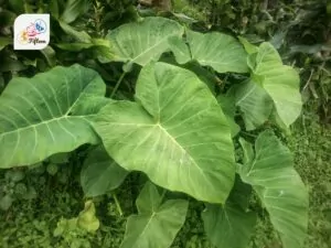 Taro Leaves