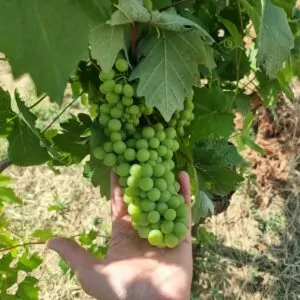 Uvalino Grape