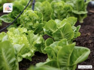 Vegetables That Start With Letter L