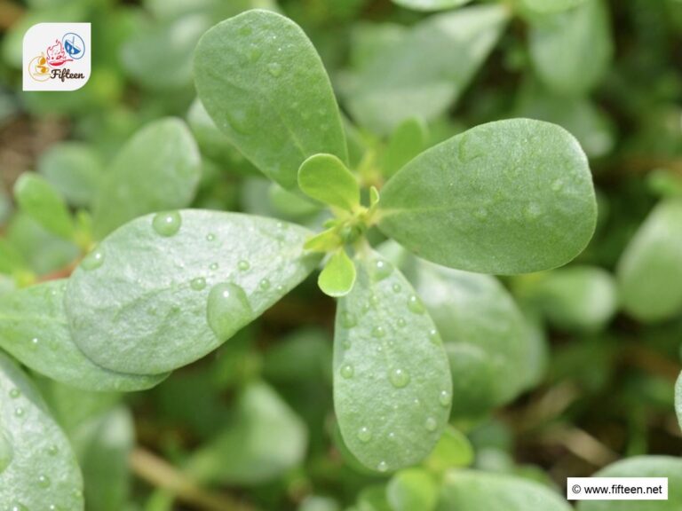 Vegetables That Start With Letter V