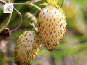 Yellow Strawberry