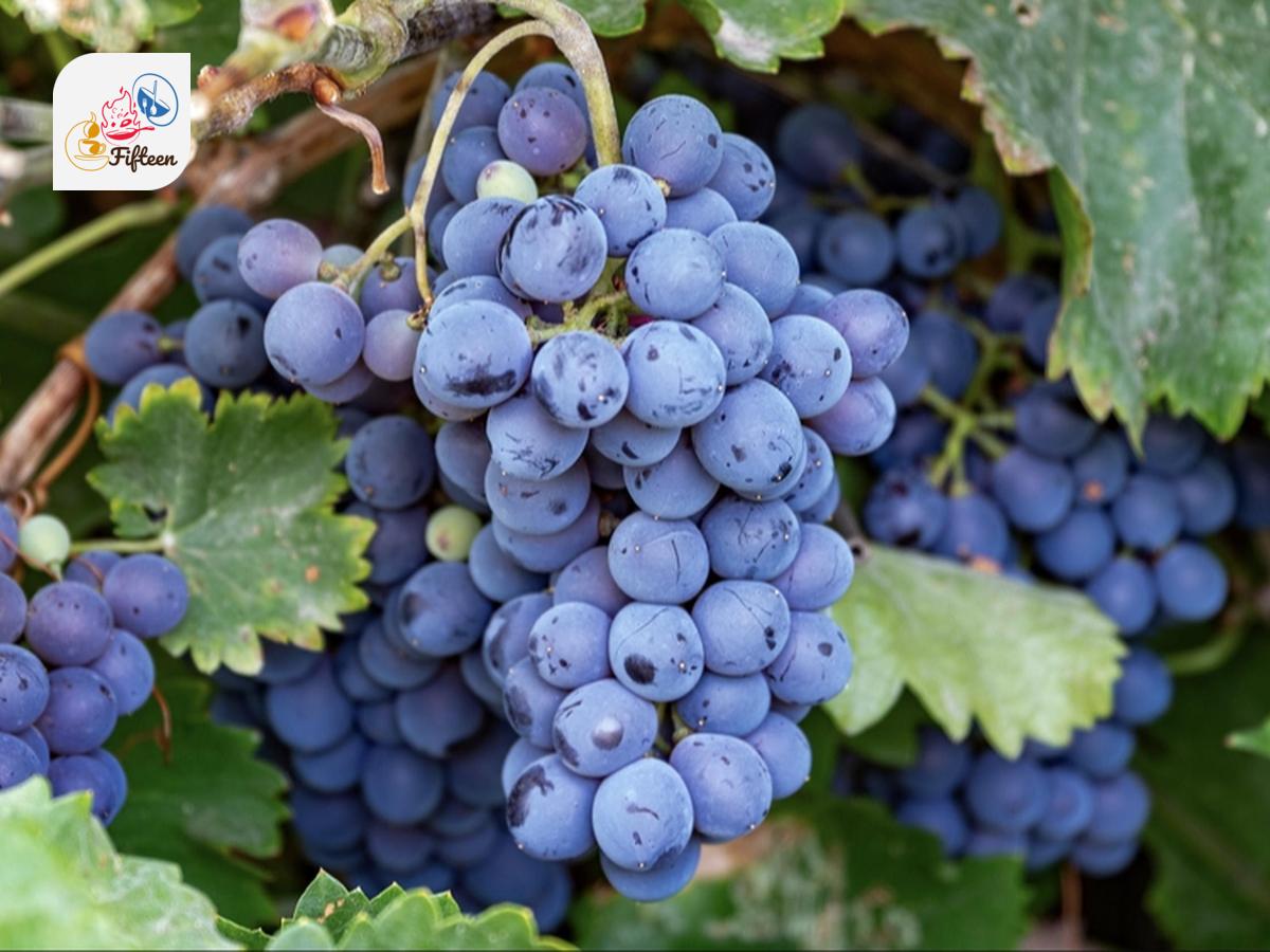 Purple Fruits: 22 Different Types of Fruits
