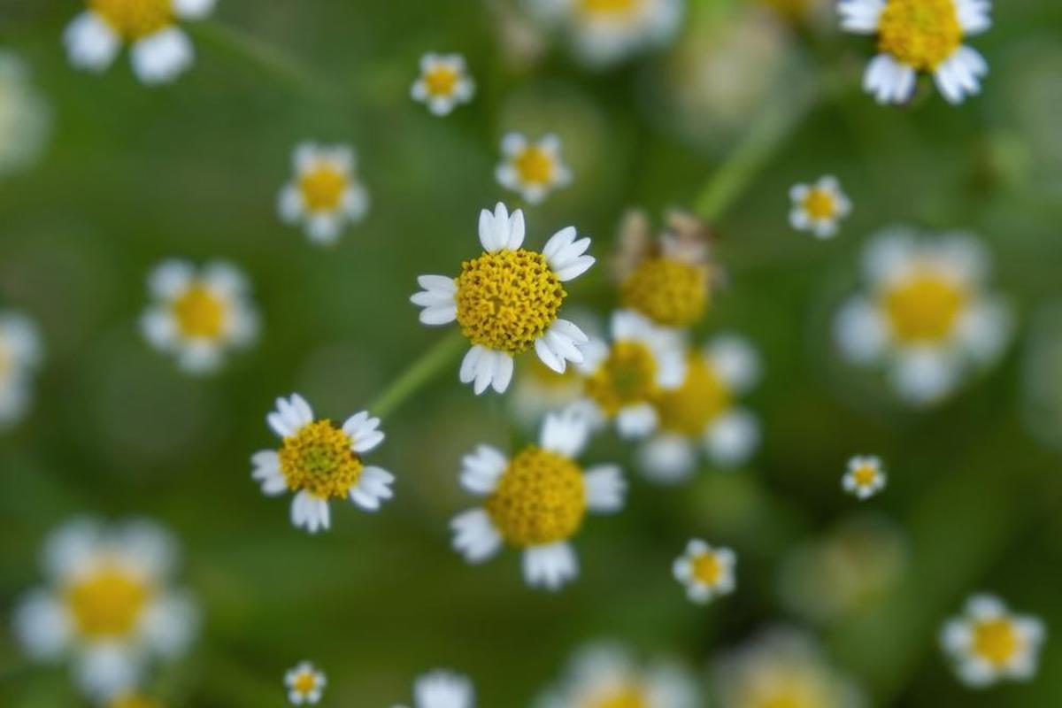 Jester Park Natural Playscape