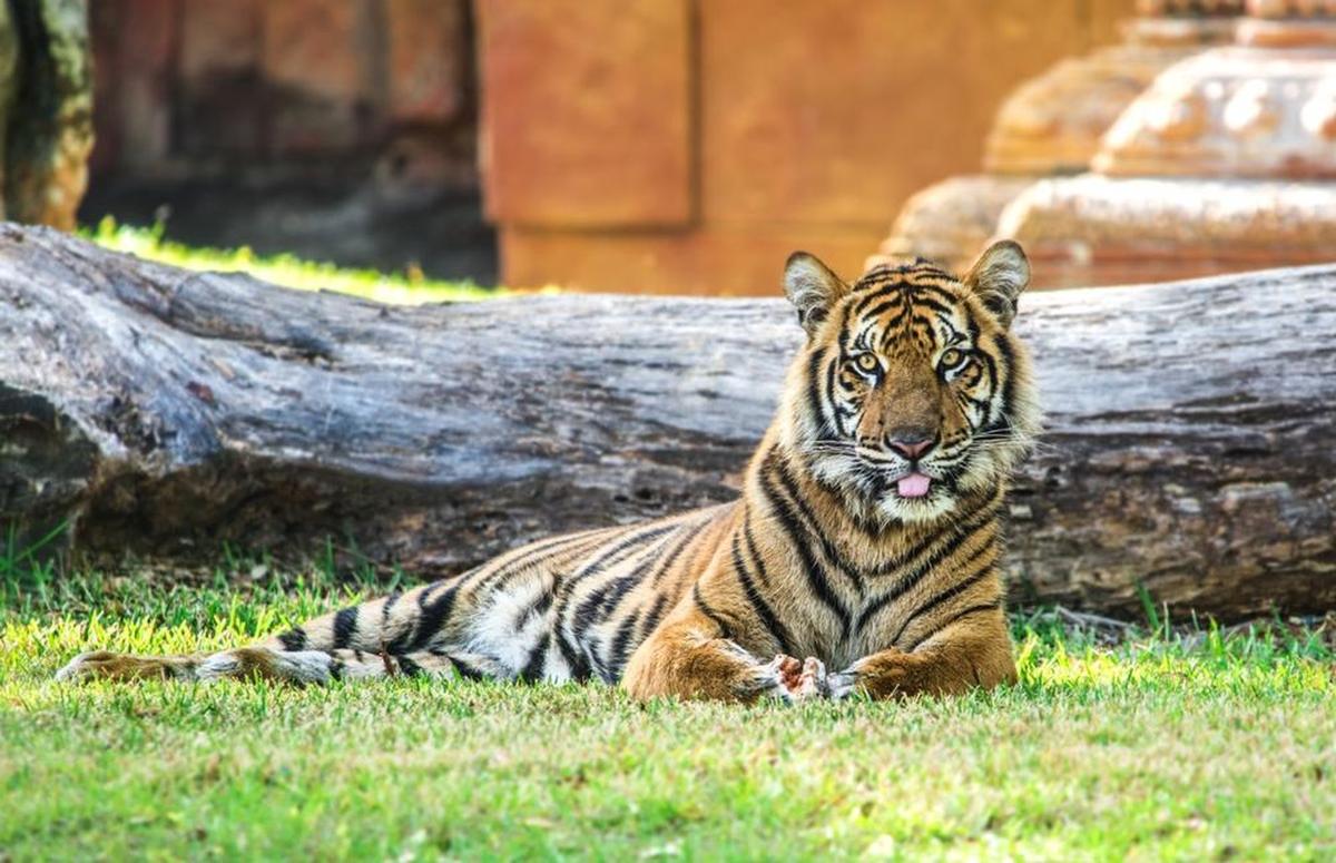 Octagon Wildlife Sanctuary And Rehabilitation Center